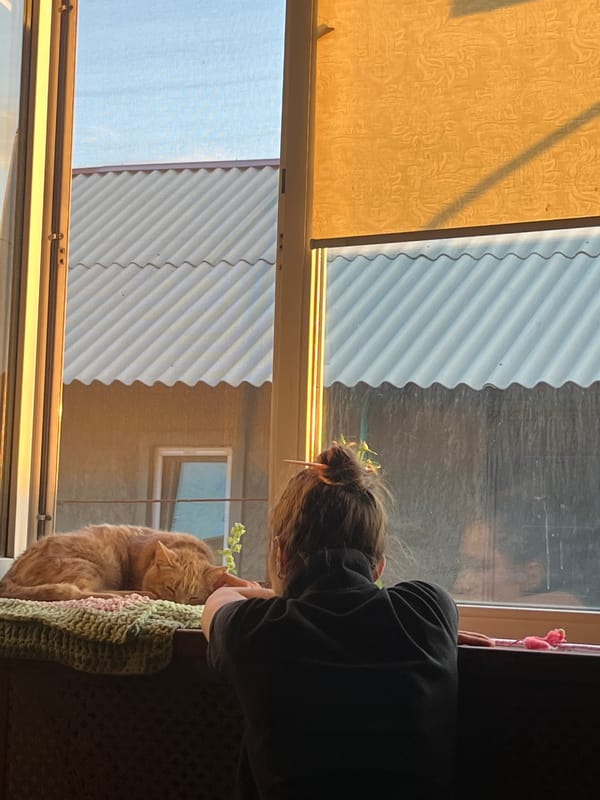 Cat on a windowsill, golden hour garden, settling dusk