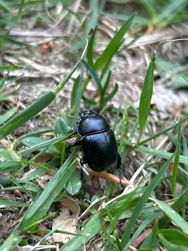 Black beetle spotted on grass in Waćmierek, Poland