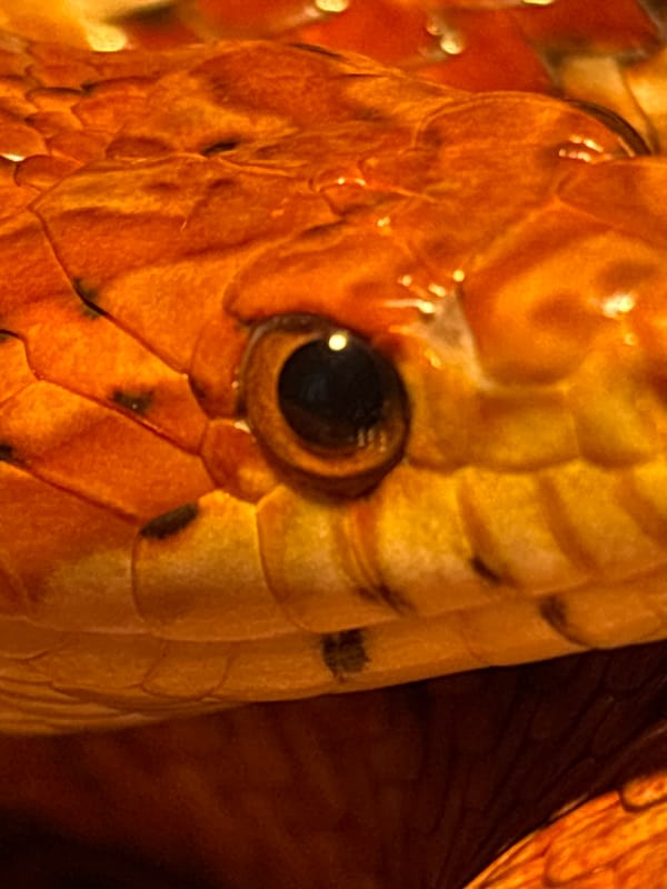 Corn snake in a home terrarium, Saint Petersburg