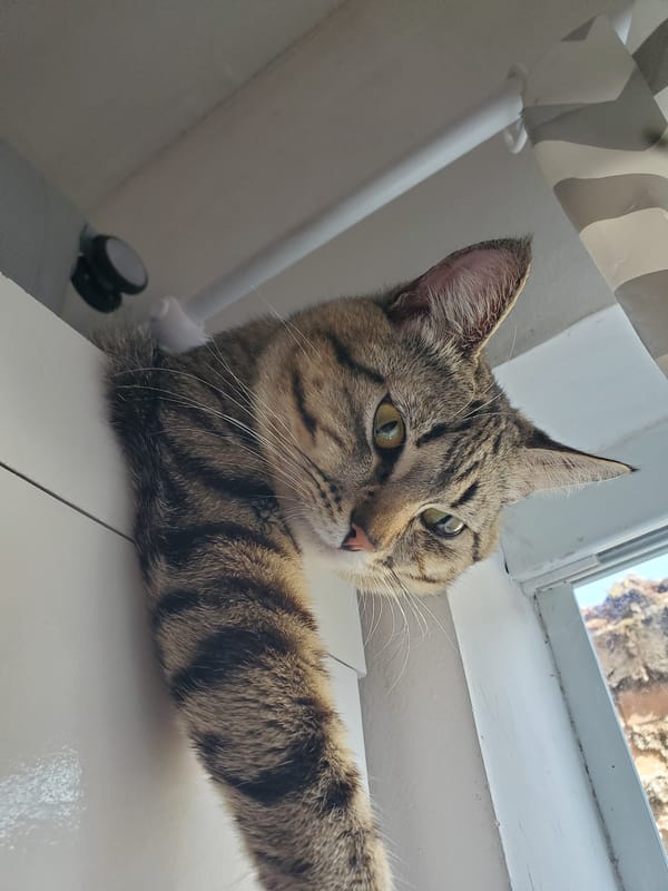 Tabby cat photographed in multiple poses across Curitiba home