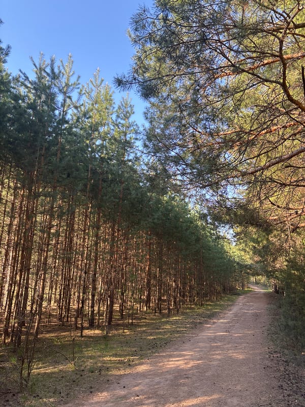 Early morning runner spotted on forest trail near Chaikovsky