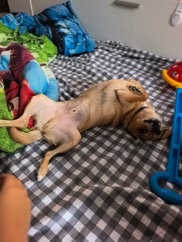 Cozy dog moments on a checkered comforter in Chaikovsky