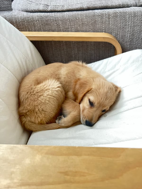 Golden retriever puppy plays at Kostinbrod home
