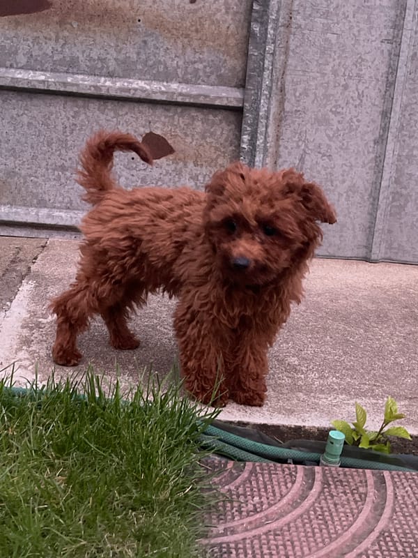 Small poodle's daily routine captured in Sofia backyard