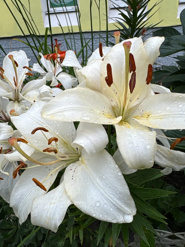 Rain-wet garden flowers in Vitebsk on a July morning