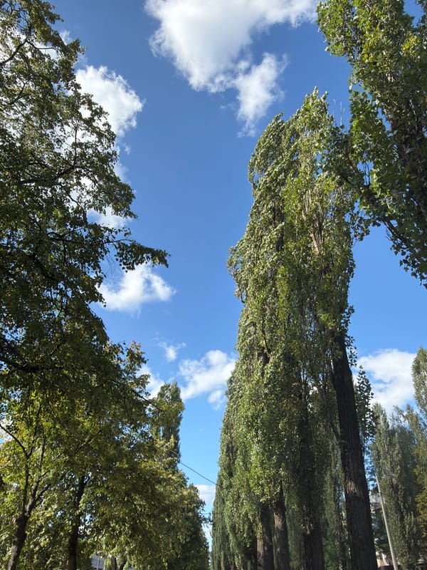 Afternoon stroll along a Kyiv poplar avenue, summer 2026