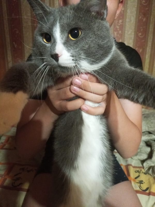 Cat at play in a cozy Vsevolozhsk home