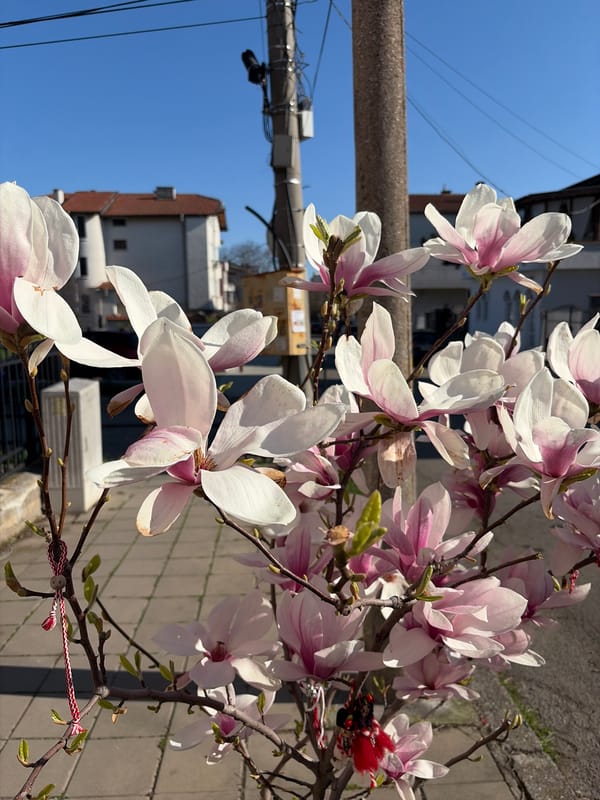 Magnolia tree blooms observed in residential Burgas, Bulgaria