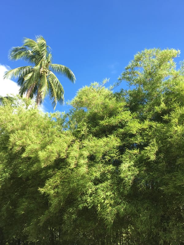 Tropical vegetation documented along Thai road under clear skies