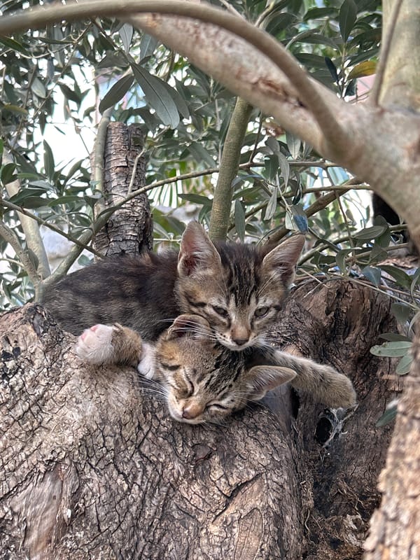Tabby kittens spotted playing in trees in Bečići, Montenegro