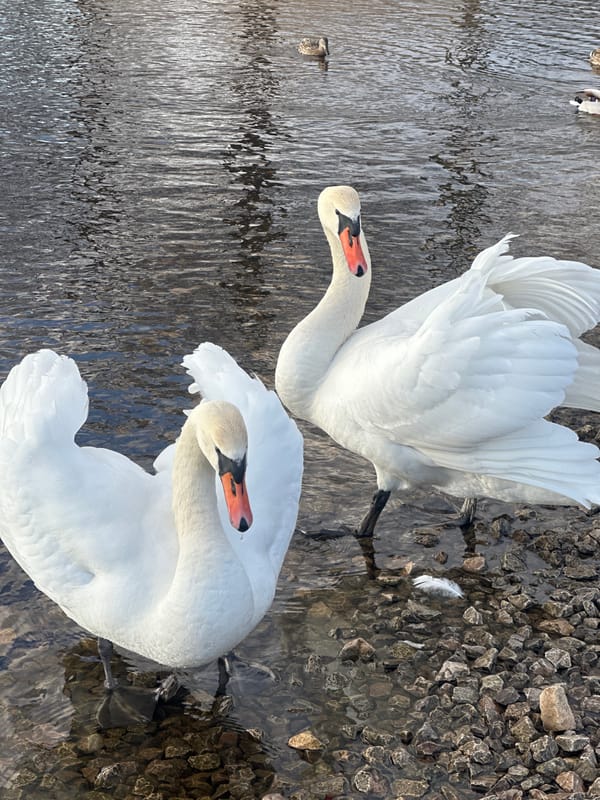 Swans feeding and preening in shallow waters in Riga