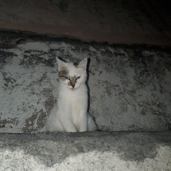 Cats spotted resting in various Curitiba locations overnight