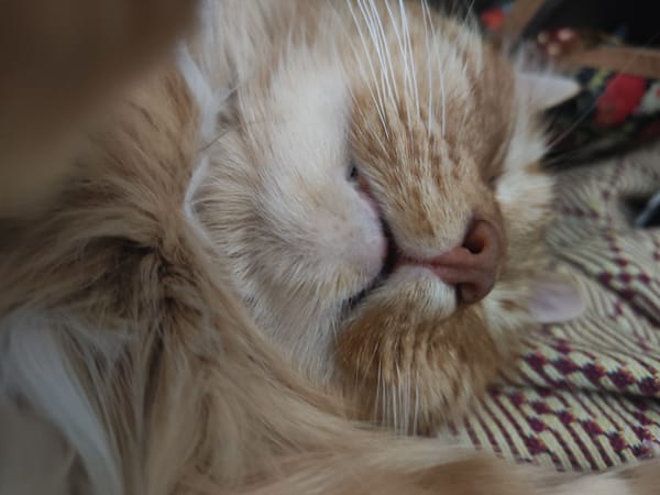 Ginger cat sleeps peacefully on blanket in Pushkin