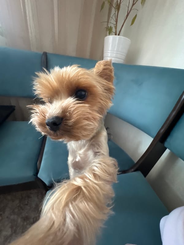 Yorkshire Terrier at home, Ufa residential neighborhood nearby