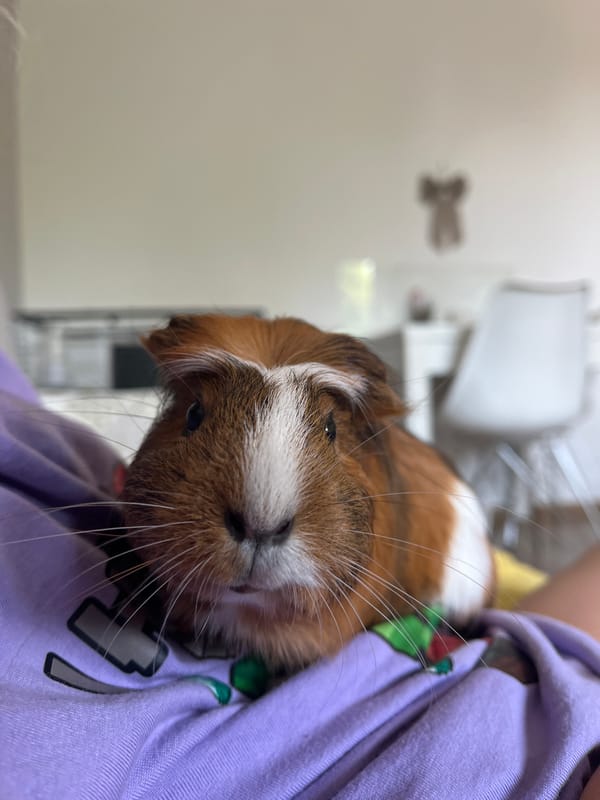 Guinea pig, snacks, and a 'Collective memory' sign make a morning