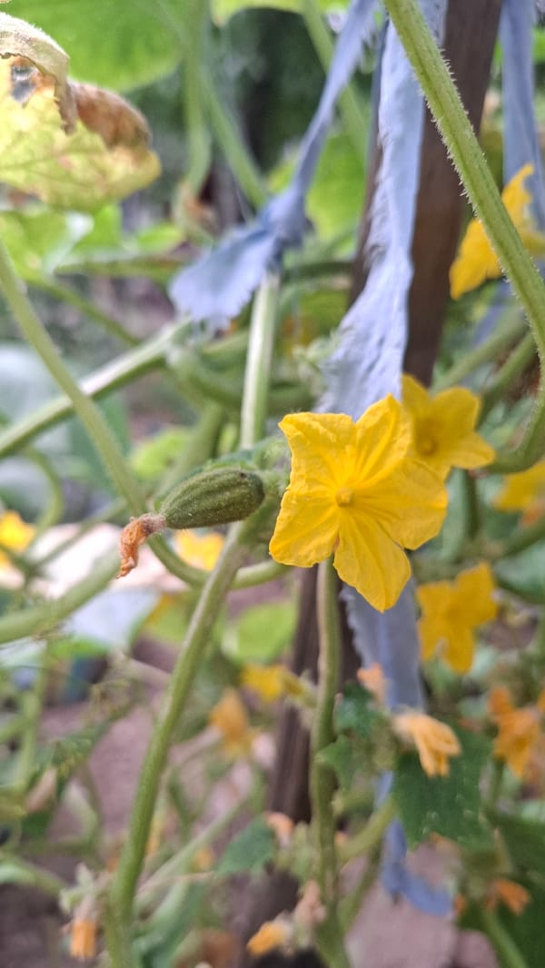 Garden morning in Shubarssu: cucumbers, dragonflies, and coffee