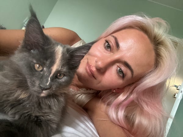 Lazy Moscow afternoon with a pile of fluffy gray kittens