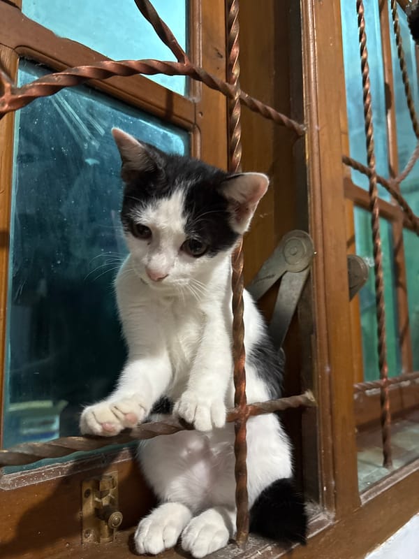 Tuxedo kitten explores window grille in Indonesian home