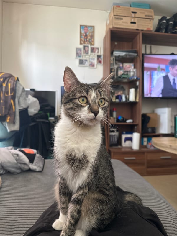 Tabby cat with green eyes spotted in Sofia