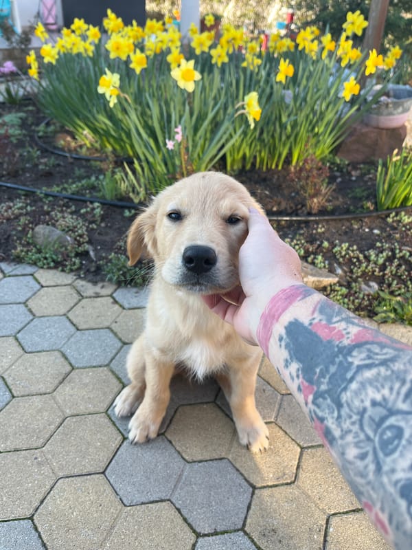 Golden retriever puppy petted on street in Kostinbrod, Bulgaria