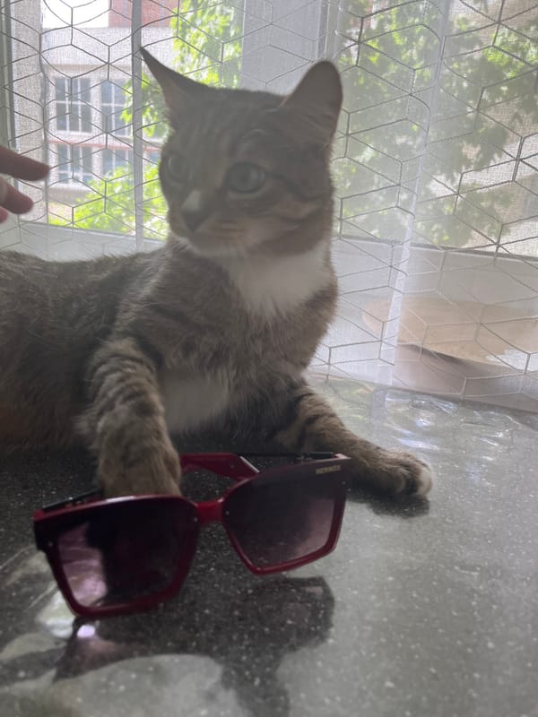 Cat plays with red sunglasses in Izhevsk home
