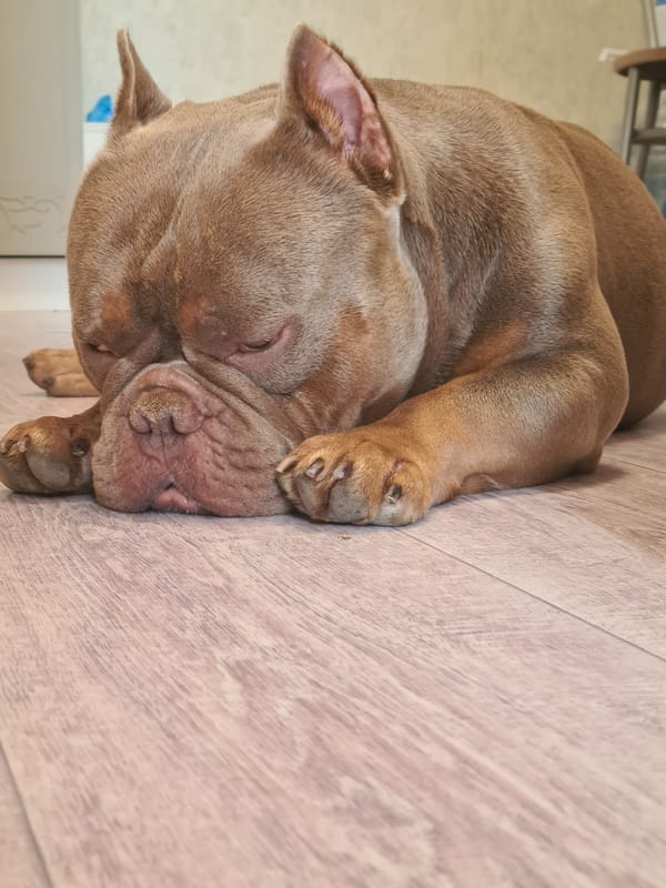 American Bully napping hard on a wooden floor