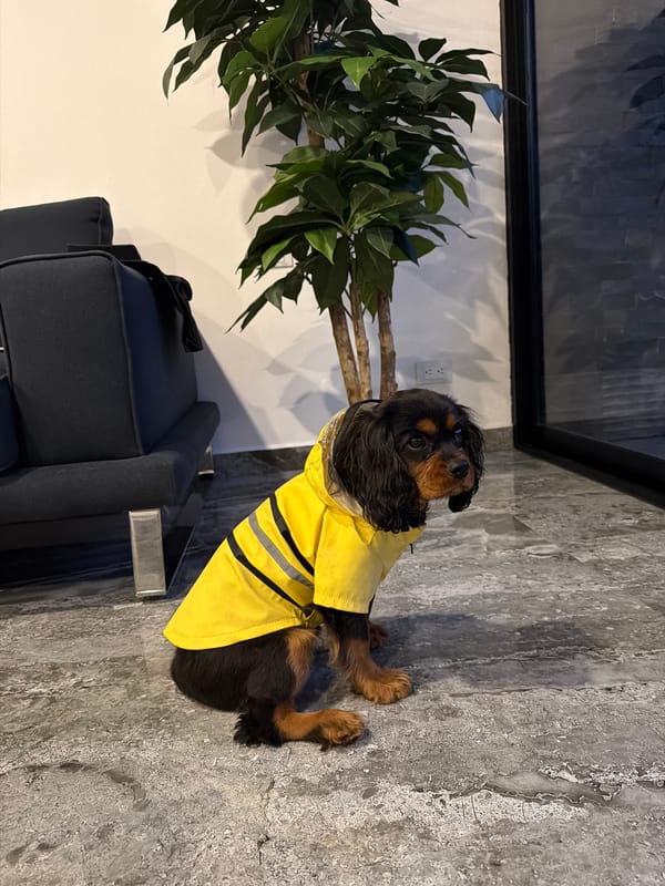 Dog in yellow raincoat spotted in Puebla
