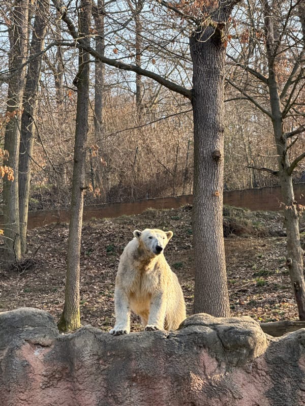 Polar bears active in sunny morning at Brno Zoo