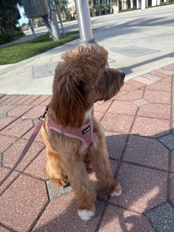 Woman walks dog through Boca Raton shopping center