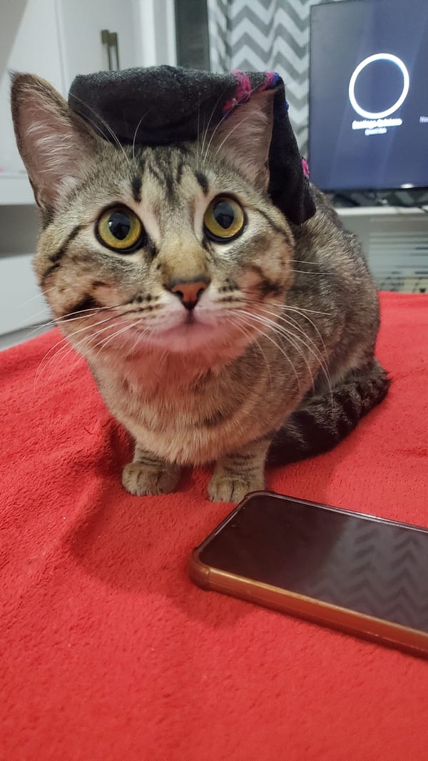 Cat photographed resting, being groomed in Curitiba overnight
