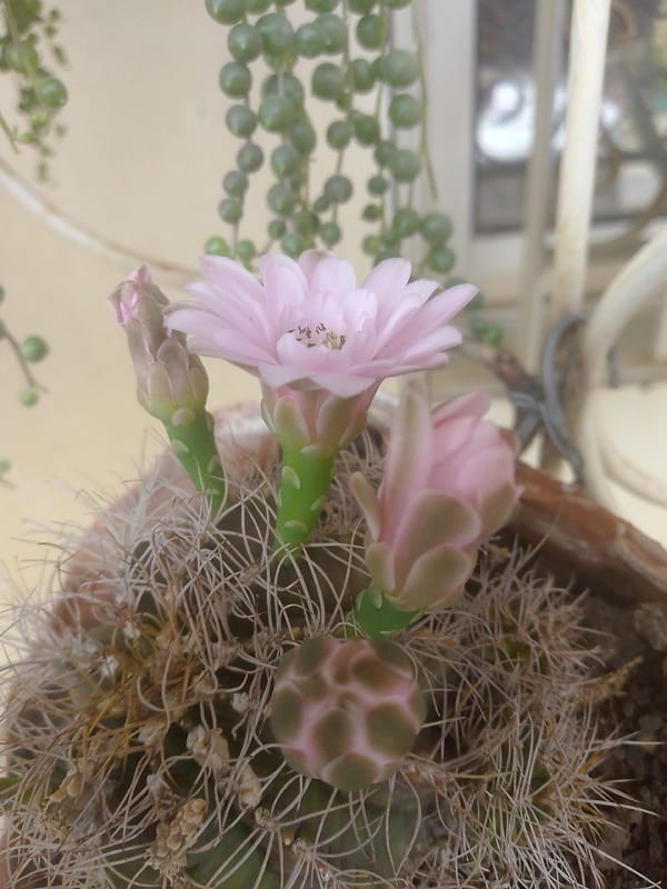 Daily life documented in Tinaquillo, Venezuela over two hours