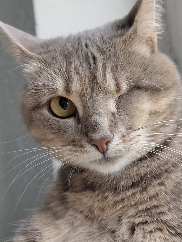 Tabby cat documented winking and resting during afternoon nap