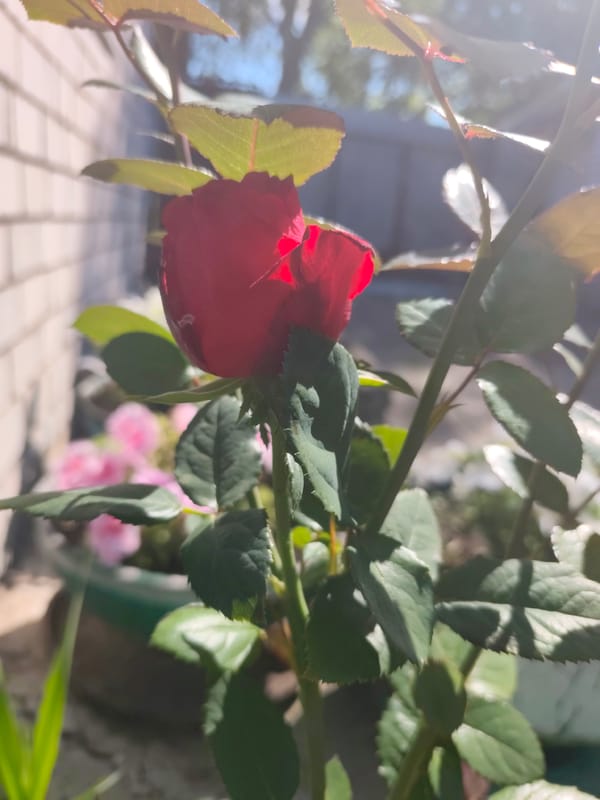 Garden produce, roses, and everyday odds and ends in Bor
