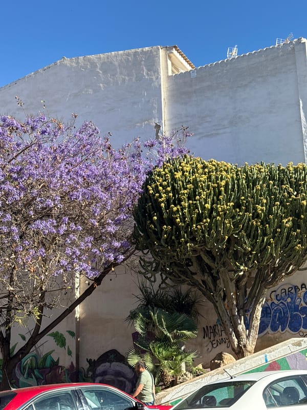 Flowering cactus plant documented alongside white building with antennas