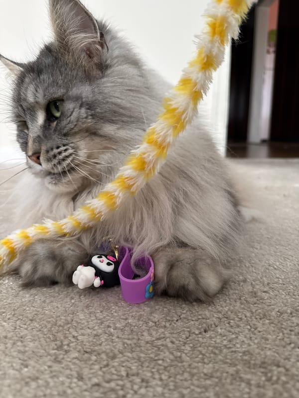 Cat plays with toys during morning routine in Haskovo