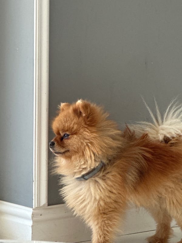 Pomeranian dog and city views documented in Asenovgrad, Bulgaria