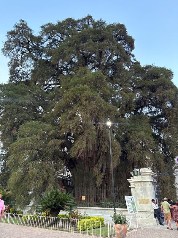 Visitor documents iconic Tule Tree and town square at dusk