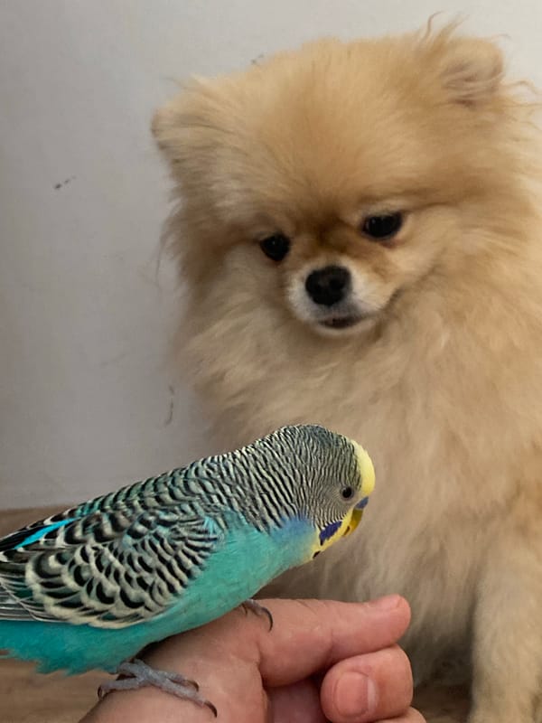 Close-up photos capture relaxed Pomeranian being held gently