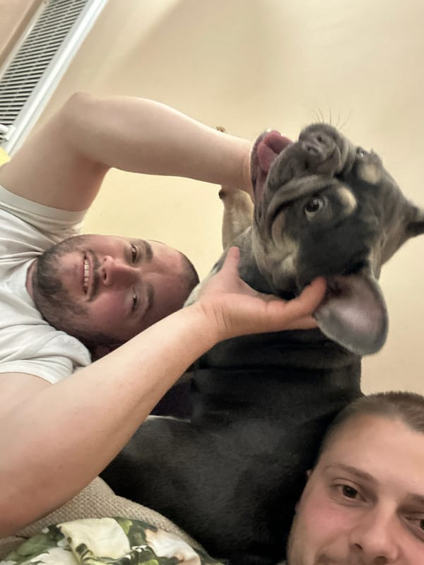 French bulldog cuddles and plays indoors with friends