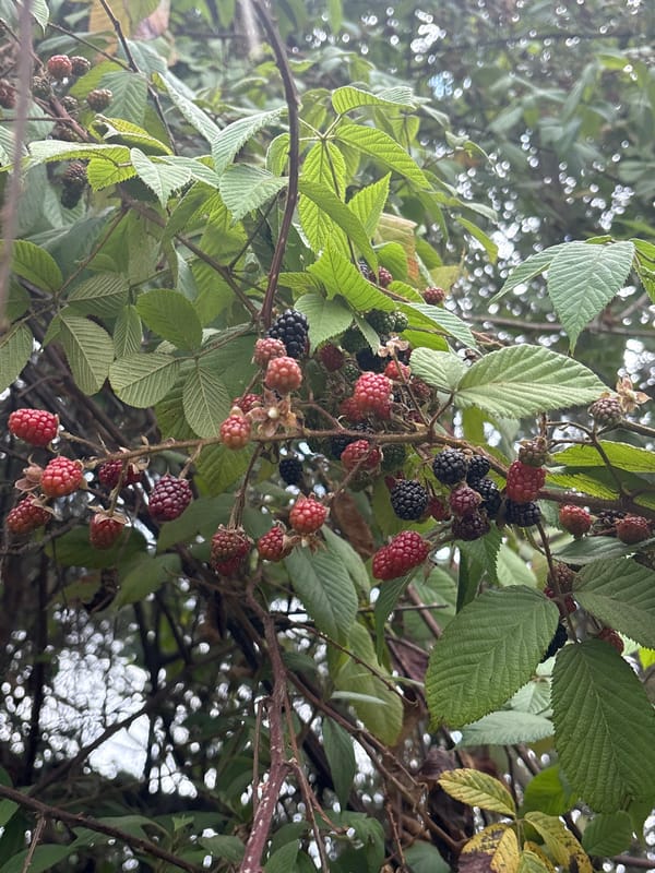 Blackberry bushes observed ripening in San Lucas del Pulque
