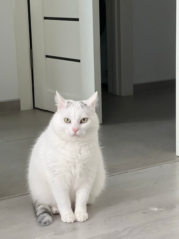 Ordinary moments captured in Rivne: indoor cat, cloudy skies