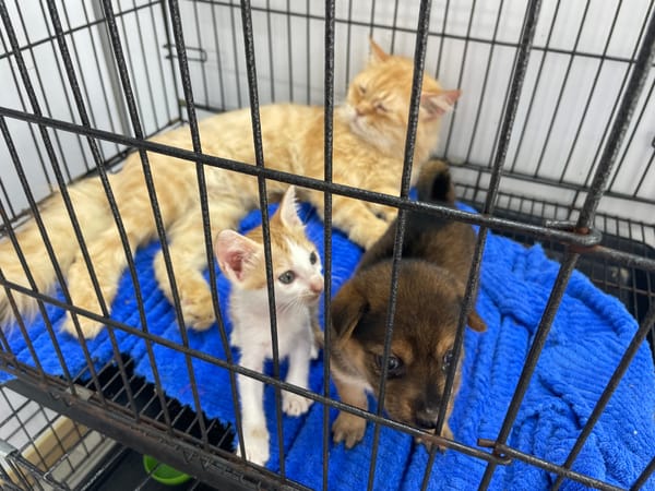 Young animals rest in cage in Vietnam