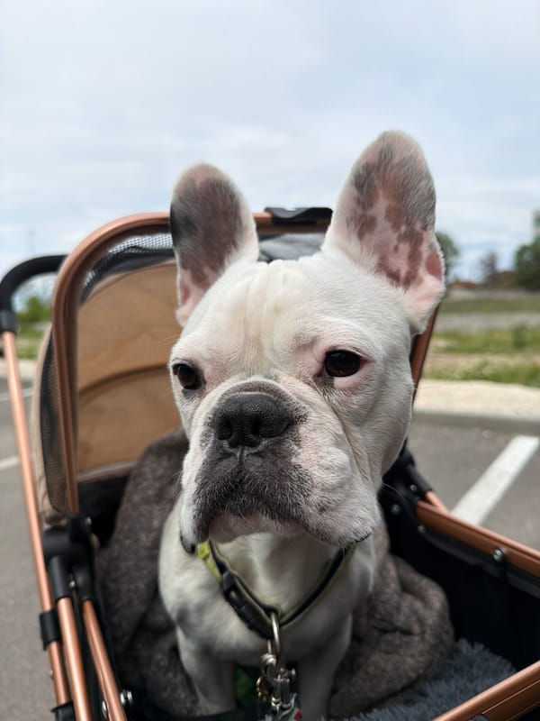 French Bulldog spotted in pet stroller in Plovdiv