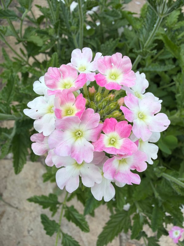 A home garden in bloom: planters, flowers, and patio details