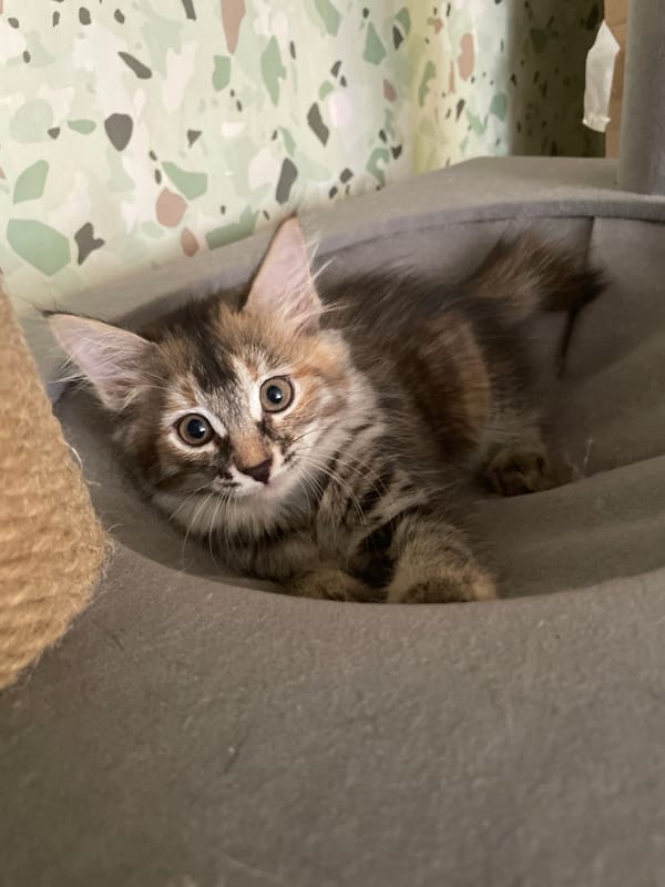 Tabby cats and tortoiseshell kittens lounging around a multi-cat home.