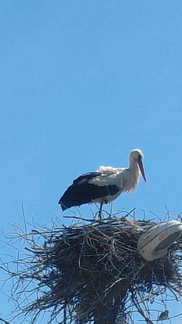 Storks observed nesting with shoe in nest structure