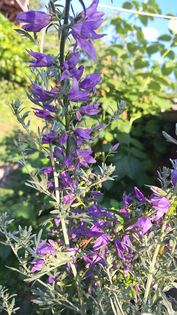 Close-up garden shots across a mix of colorful blooms