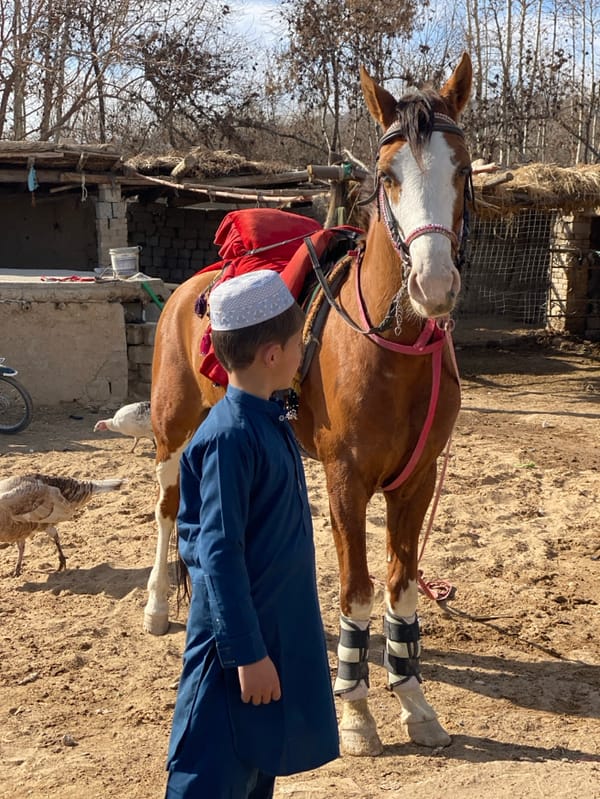 Daily farm life documented in Kandahar livestock enclosures