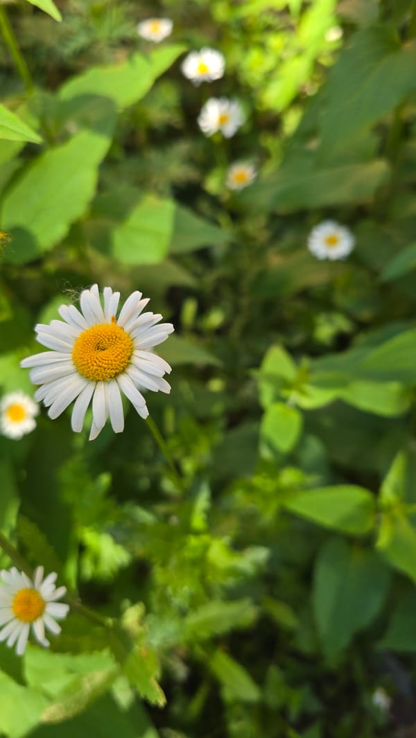 Morning garden flowers and craft market documented in Chaikovsky