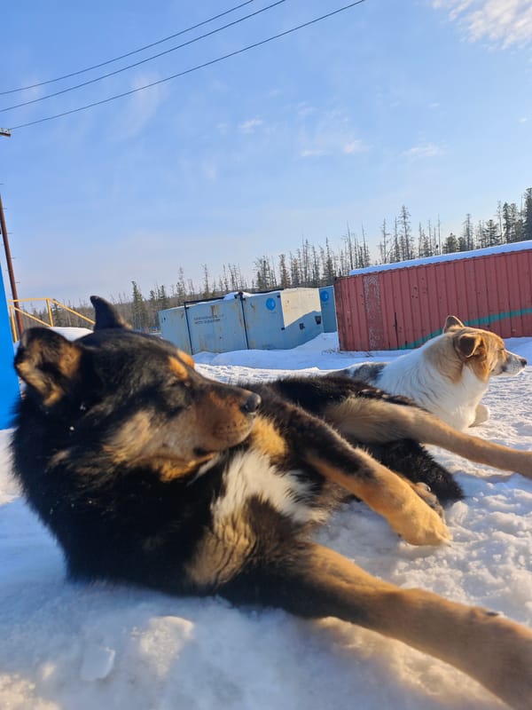 Two dogs rest peacefully in Russian snow, receive pets